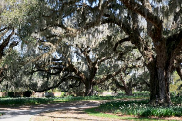 A scenic path lined with large trees draped in Spanish moss, surrounded by greenery and a few flowers.