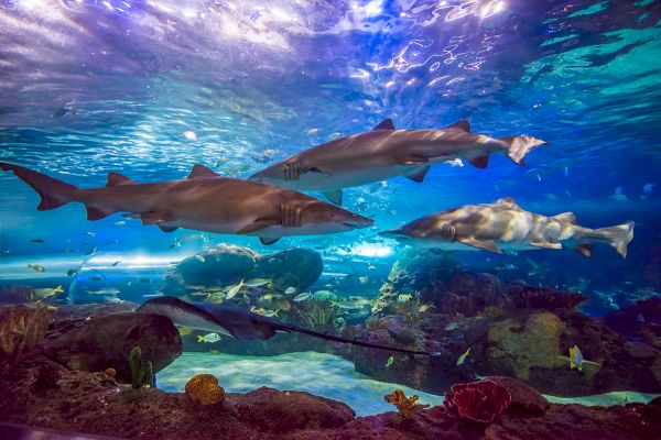 The image shows three sharks swimming in a vibrant aquarium with other fish and a stingray, set against rocks and corals under blue water.