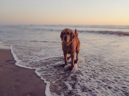 A dog stands on a sandy beach with waves gently washing over its paws, basking in the soft glow of the sunset in the background.